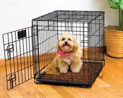 The Ins and Outs of Crate Training for Dogs