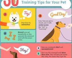 The Power of Positive Reinforcement Dog Training Techniques