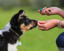 The Role of Dog Training Treats in Reward-Based Training