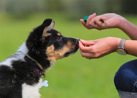 The Role of Dog Training Treats in Reward-Based Training