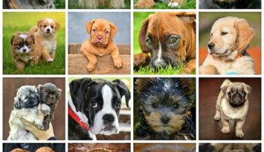 The Top 10 Best Dog Breeds You Should Consider