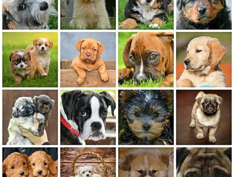 The Top 10 Best Dog Breeds You Should Consider