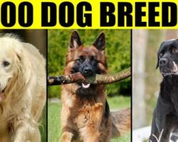 The Top 10 Most Popular Dog Breeds and Their Characteristics