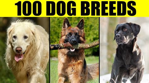 The Top 10 Most Popular Dog Breeds and Their Characteristics