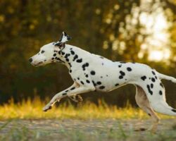 The Top 5 Dogs for Runners: Breeds That Love to Run