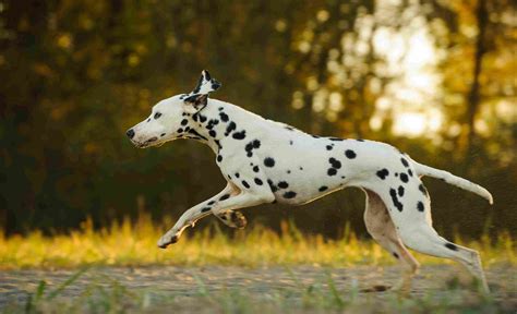 The Top 5 Dogs for Runners: Breeds That Love to Run