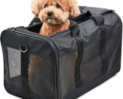The Top Features to Look for in a Dog Carrier for Traveling
