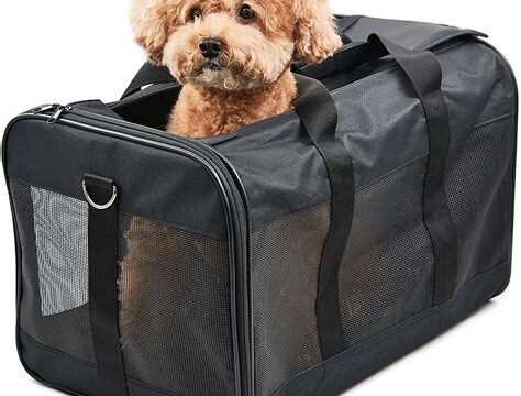 The Top Features to Look for in a Dog Carrier for Traveling