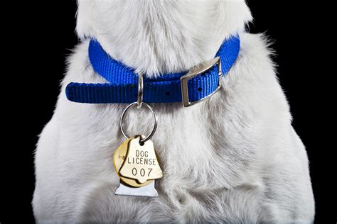 The Ultimate Guide to Choosing the Right Collar for Your Dog