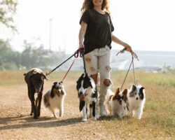 Tips for Choosing the Best Dog Walker for Your Pet's Daily Exercise