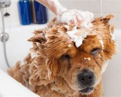 Top 10 Dog Grooming Tips for a Healthy Coat