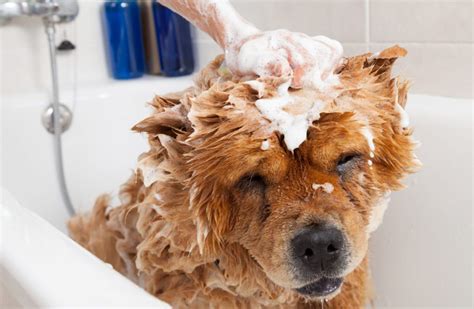 Top 10 Dog Grooming Tips for a Healthy Coat