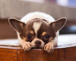 Top 5 Best Dogs for Apartment Living