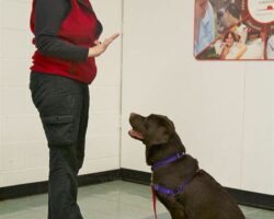 Top Dog Training Tips for a Well-Behaved Canine