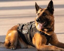 Top Dogs for Police Work: Breeds Used in Law Enforcement