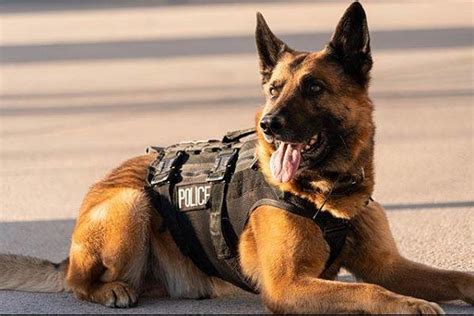 Top Dogs for Police Work: Breeds Used in Law Enforcement