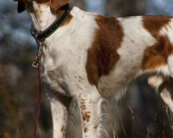 Top Hunting Dog Breeds for Outdoor Enthusiasts