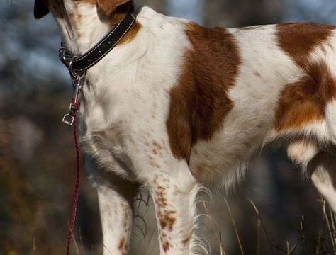 Top Hunting Dog Breeds for Outdoor Enthusiasts