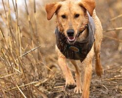Top Retrieving Dog Breeds for Hunting and Fetching
