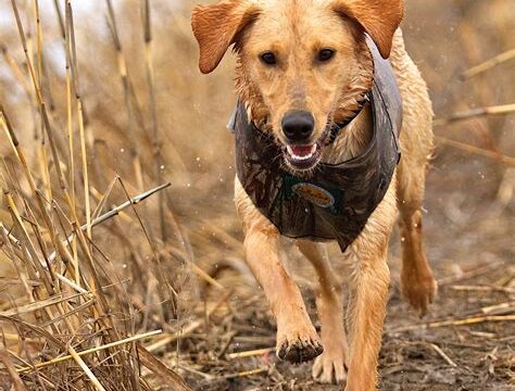 Top Retrieving Dog Breeds for Hunting and Fetching