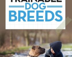 Top Trainable Dog Breeds for Obedience Training