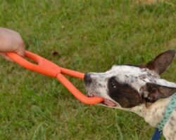 Tough and Tug-Proof: The Best Dog Toys for Tug of War Games