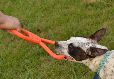 Tough and Tug-Proof: The Best Dog Toys for Tug of War Games