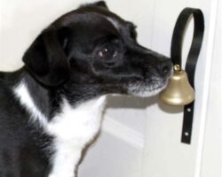 Training Your Pet to Ring a Dog Training Bell