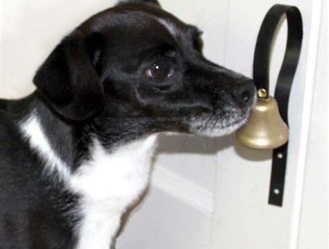 Training Your Pet to Ring a Dog Training Bell