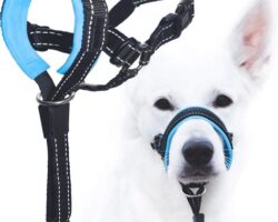 Understanding the Different Types of Dog Training Collars