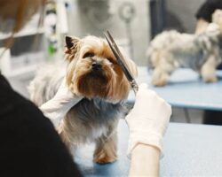 Understanding the Factors that Influence Dog Grooming Costs