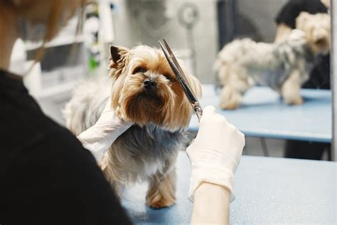 Understanding the Factors that Influence Dog Grooming Costs