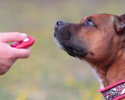 Using a Clicker for Dog Training: Tips and Techniques