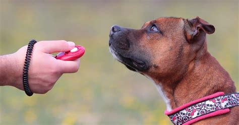 Using a Clicker for Dog Training: Tips and Techniques