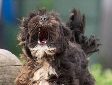 Vocal Dog Breeds That Love to Bark